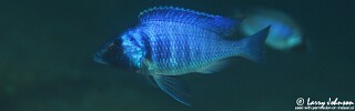 Placidochromis electra 'Border'.jpg