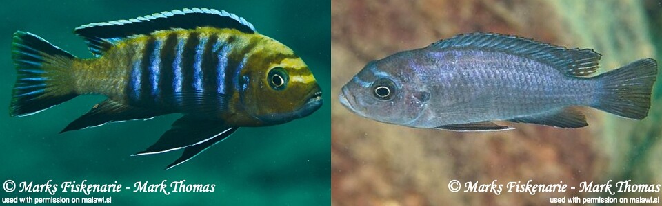 Cynotilapia sp. 'lion' Cape Kaiser