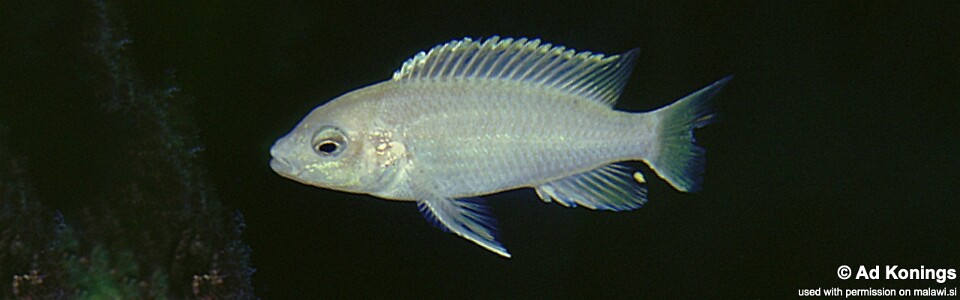 Labidochromis caeruleus 'Cape Kaiser'