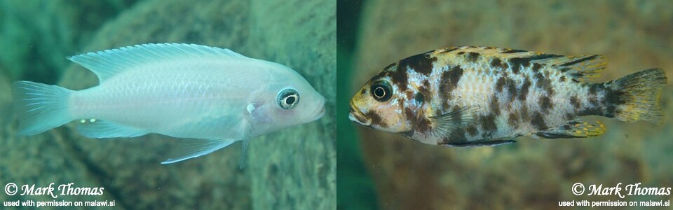 Maylandia callainos 'Cape Kaiser'<br><font color=gray>Metriaclima callainos 'Cape Kaiser'</font> 