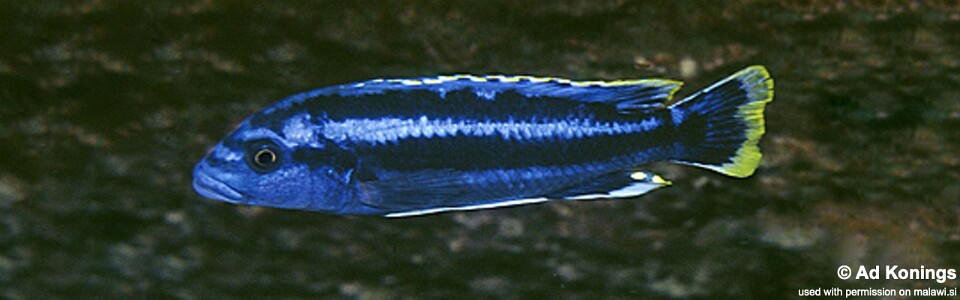 Melanochromis kaskazini 'Cape Kaiser'