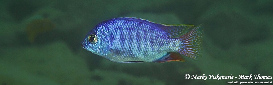 Protomelas taeniolatus 'Cape Kaiser'