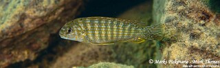 Labidochromis maculicauda 'Cape Kaiser'.jpg