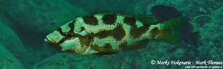 Nimbochromis livingstonii 'Cape Kaiser'.jpg