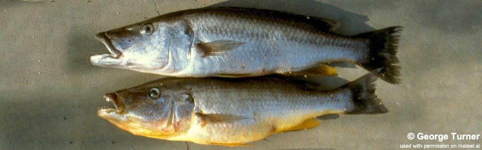 Rhamphochromis lucius 'Cape Maclear'<br><font color=gray>Rhamphochromis sp. 'stripe' Cape Maclear</font>