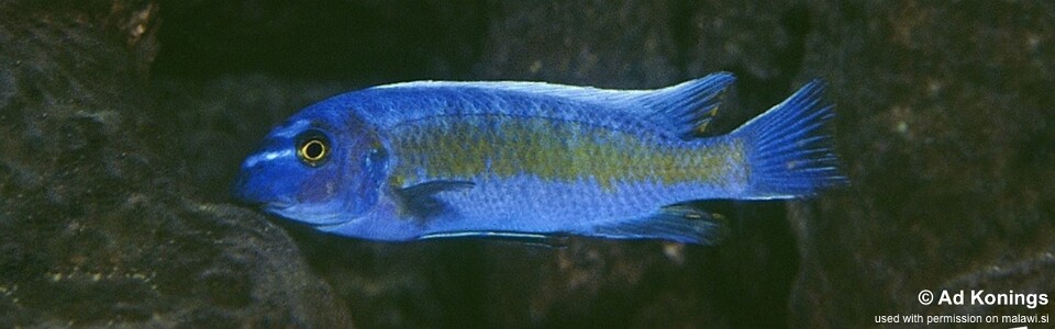 Labeotropheus trewavasae 'Chadagha'