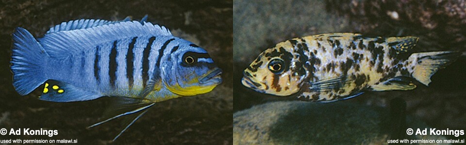 Maylandia fainzilberi 'Charo'<br><font color=gray>Metriaclima fainzilberi 'Charo'</font> 