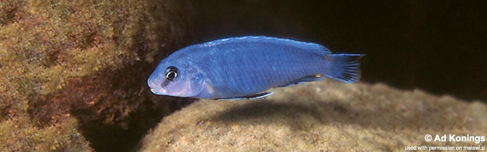 Pseudotropheus perspicax 'Charo'