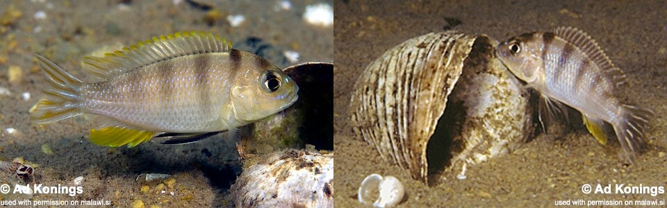Maylandia lanisticola 'Chembe Beach'<br><font color=gray>Metriaclima lanisticola 'Chembe Beach'</font> 