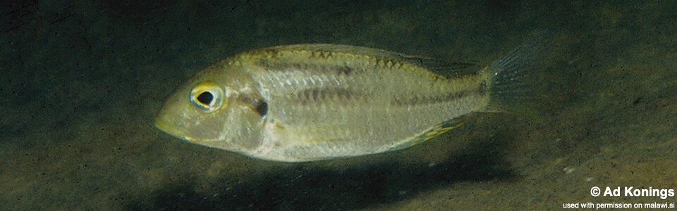 Tramitichromis trilineatus 'Chembe'