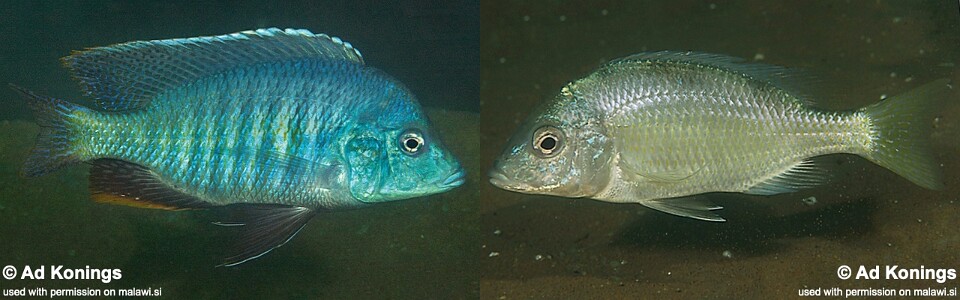 Trematocranus microstoma 'Chembe Beach'