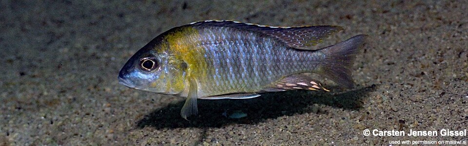 Aulonocara sp. 'yellow collar' Chemwezi Rocks