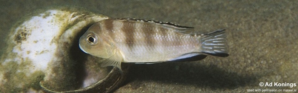 Maylandia ngarae 'Chesese'<br><font color=gray>Metriaclima ngarae 'Chesese'<br>Metriaclima sp. 'lanisticola north' Chesese</font> 