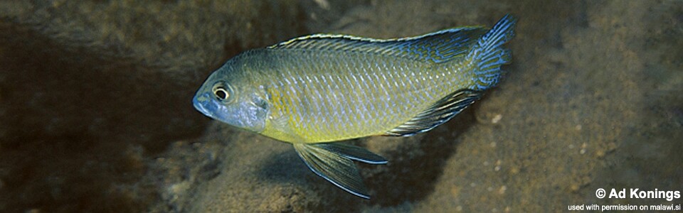 Mylochromis subocularis 'Chesese'