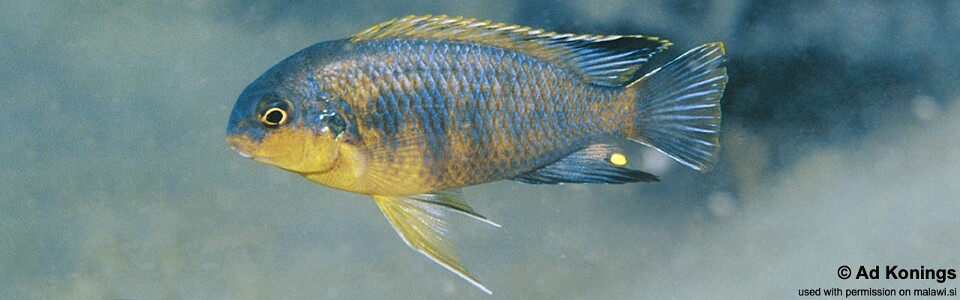 Tropheops gracilior 'Chesese'