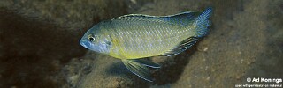 Mylochromis subocularis 'Chesese'.jpg