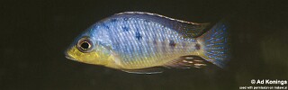 Otopharynx sp. 'spots' Chia.jpg