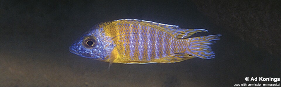 Aulonocara sp. 'stuartgranti maleri' Chidunga Rock