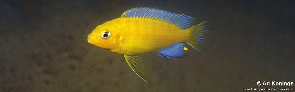 Maylandia barlowi 'Chidunga Rocks'<br><font color=gray>Metriaclima barlowi 'Chidunga Rocks'</font> 