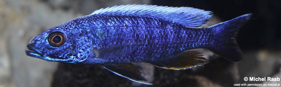 Sciaenochromis fryeri 'Chidunga Rocks'