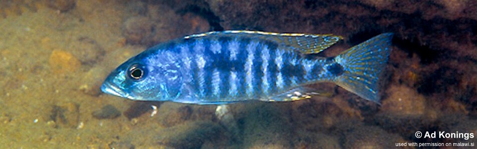 Sciaenochromis sp. 'nyassae' Chidunga Rocks