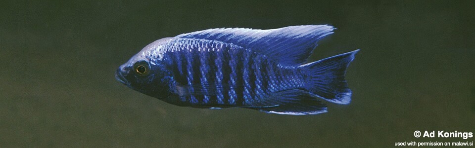 Copadichromis parvus 'Chiloelo'
