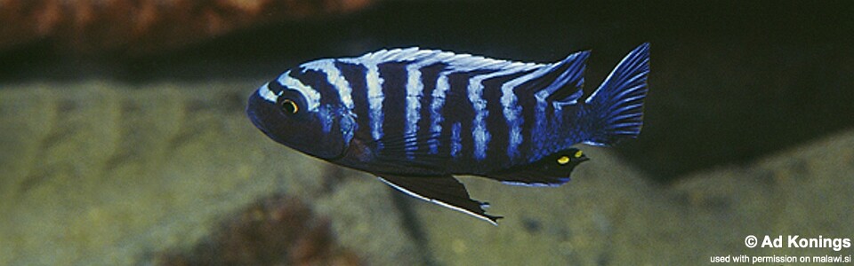 Cynotilapia zebroides 'Chiloelo'