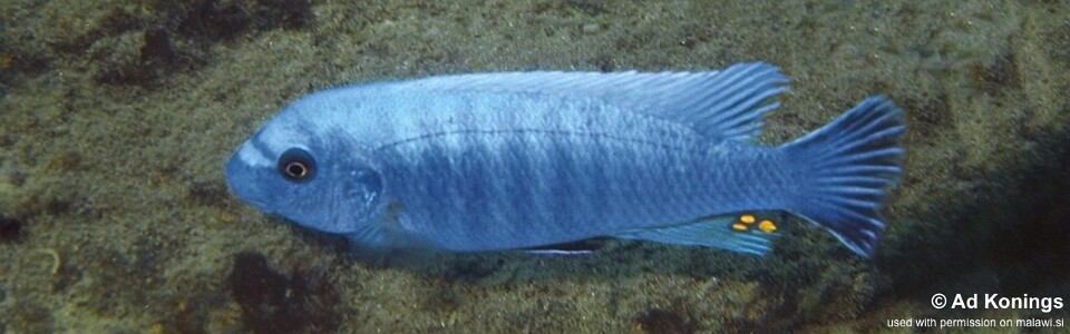 Labeotropheus trewavasae 'Chiloelo'