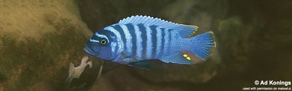 Maylandia zebra 'Chiloelo'<br><font color=gray>Metriaclima zebra 'Chiloelo'</font>