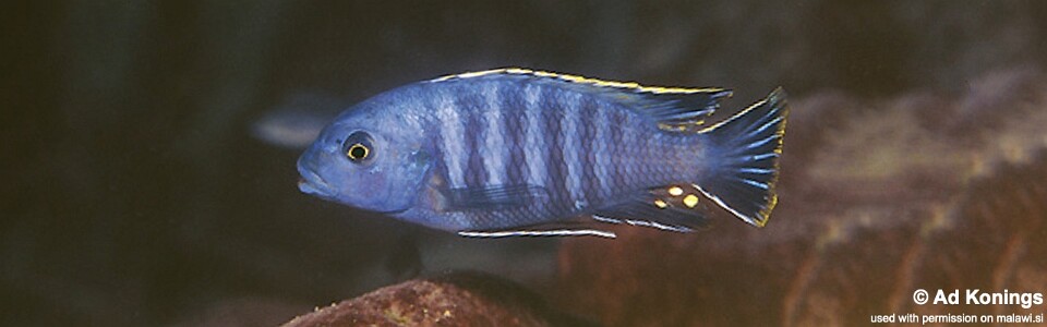 Petrotilapia chrysos 'Chiloelo'