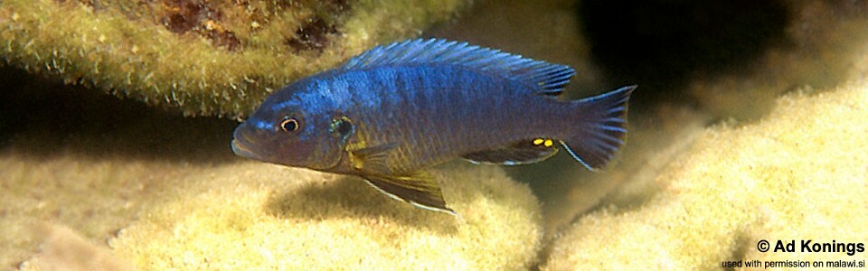 Pseudotropheus purpuratus 'Chiloelo'