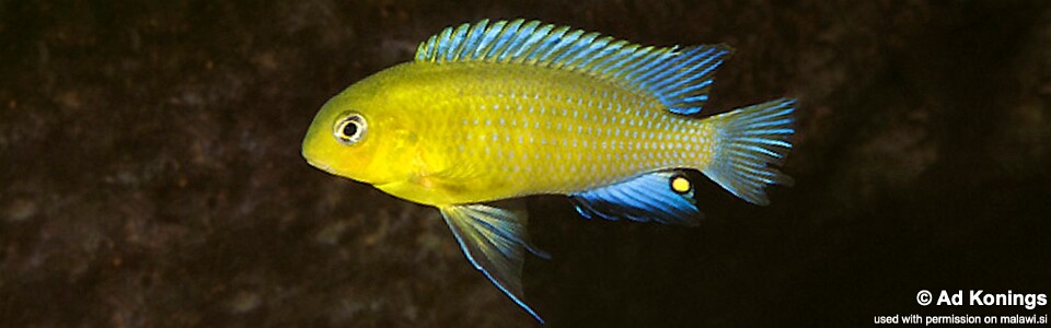 Tropheops sp. 'mauve yellow' Chiloelo