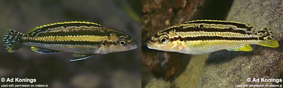 Melanochromis mossambiquensis 'Chilucha Reef'