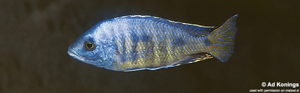 Otopharynx ovatus 'Chilucha Reef'