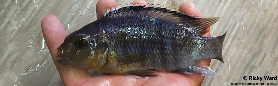 Petrotilapia genalutea 'Chilumba'
