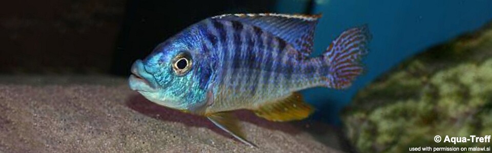 Protomelas ornatus 'Chilumba'