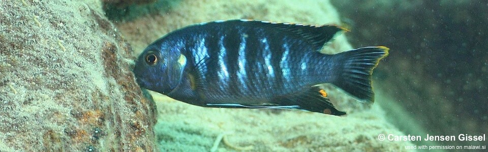 Tropheops sp. 'chilumba' Chilumba Bay