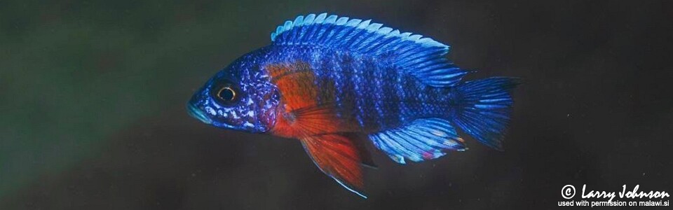 Aulonocara stuartgranti 'Chimwalani (Eccles) Reef'<br><font color=gray>Aulonocara hansbaenschi 'Chimwalani (Eccles) Reef'</font>