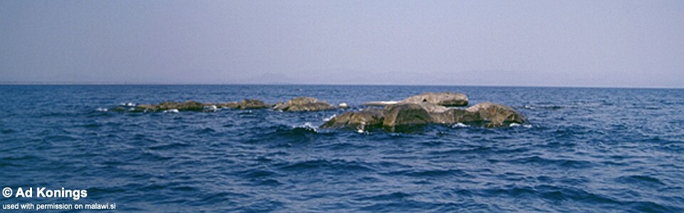 Chimwalani Reef (Eccles Reef), Lake Malawi, Malawi
