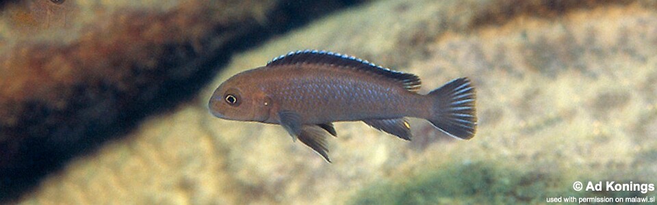 Chindongo sp. 'elongatus brown' Chimwalani Reef