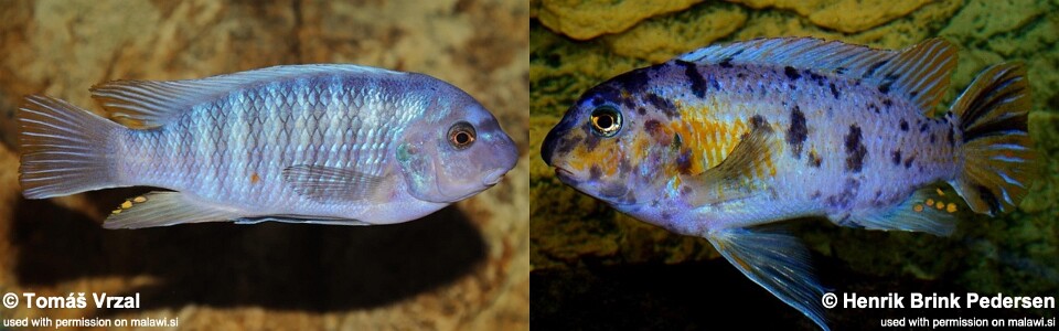 Labeotropheus fuelleborni 'Chimwalani (Eccles) Reef'
