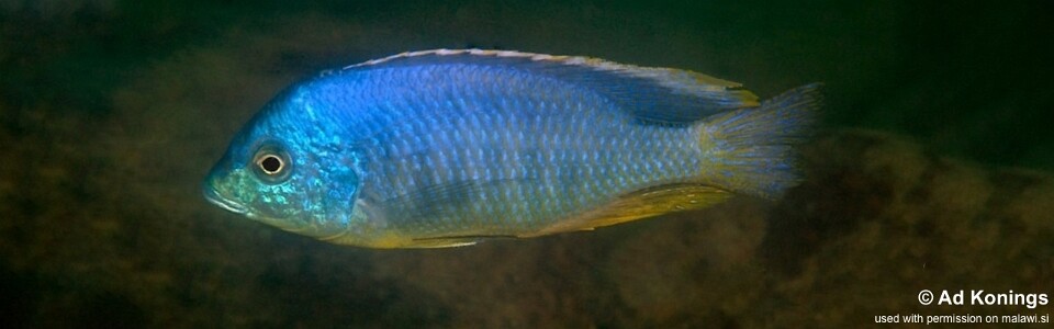 Mylochromis mollis 'Chimwalani Reef'