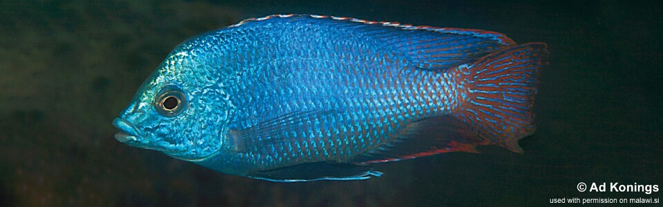 Protomelas taeniolatus 'Chimwalani Reef'