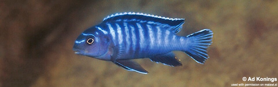 Tropheops kamtambo 'Chimwalani (Eccles) Reef'