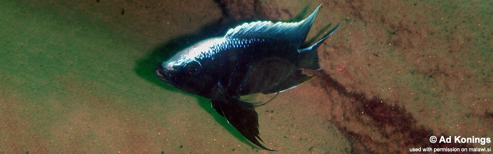 Copadichromis parvus 'Chinuni'