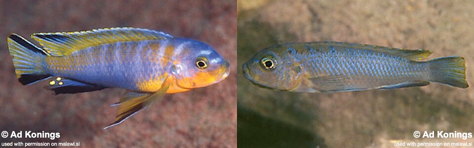 Chindongo cyaneus 'Chinyamwezi'<br><font color=gray>Pseudotropheus cyaneus 'Chinyamwezi'</font> 