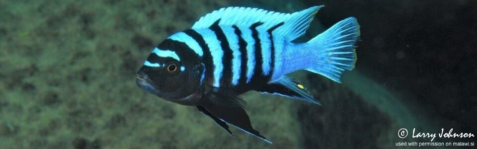 Cynotilapia sp. 'chinyankwazi' Chinyamwezi Island