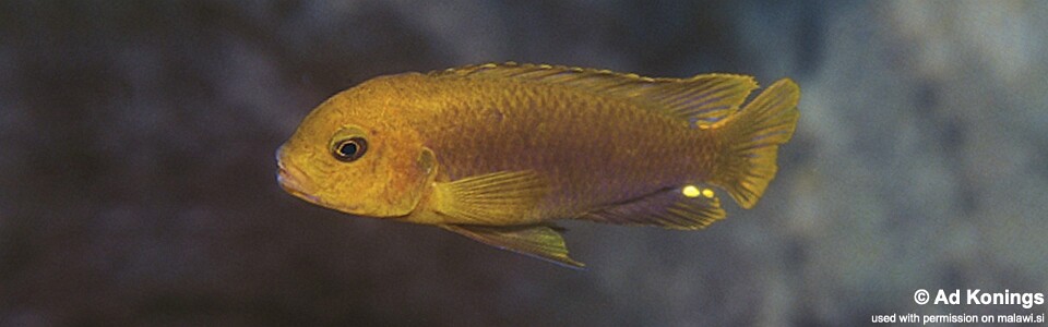 Iodotropheus sprengerae 'Chinyamwezi Island'