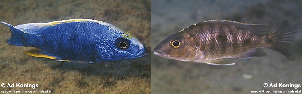 Otopharynx lithobates 'Chinyamwezi Island'