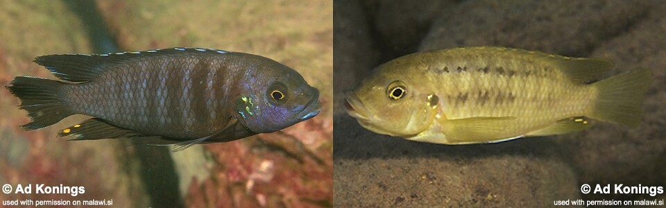 Petrotilapia chrysos 'Chinyamwezi Island'